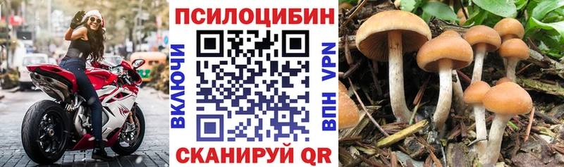 Псилоцибиновые грибы мицелий  Купить где  Стерлитамак 